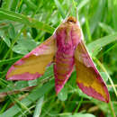 Image of small elephant hawk-moth