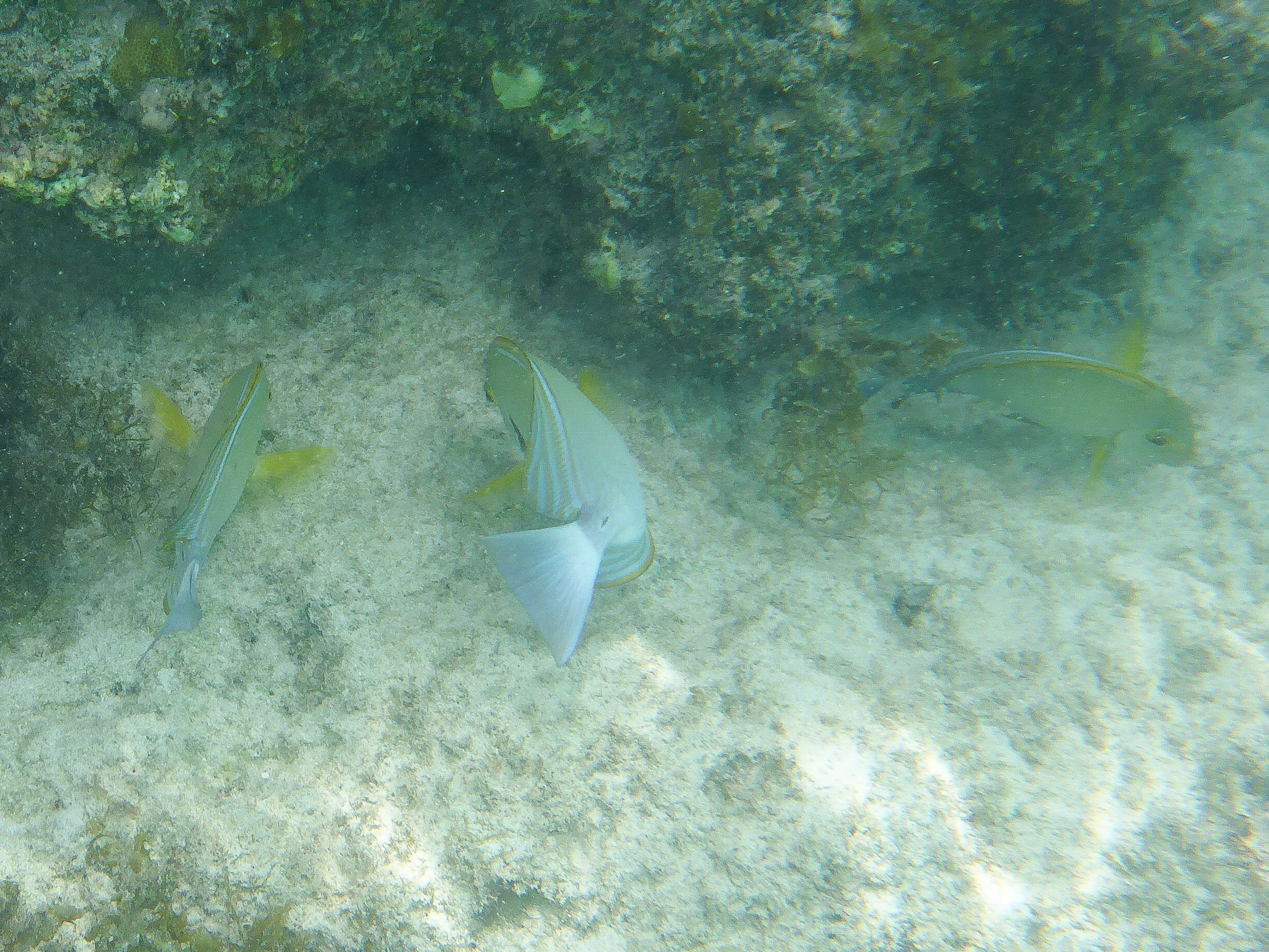 Image of Cuvier's Surgeonfish