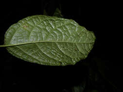 Image of Dorstenia choconiana S. Wats.