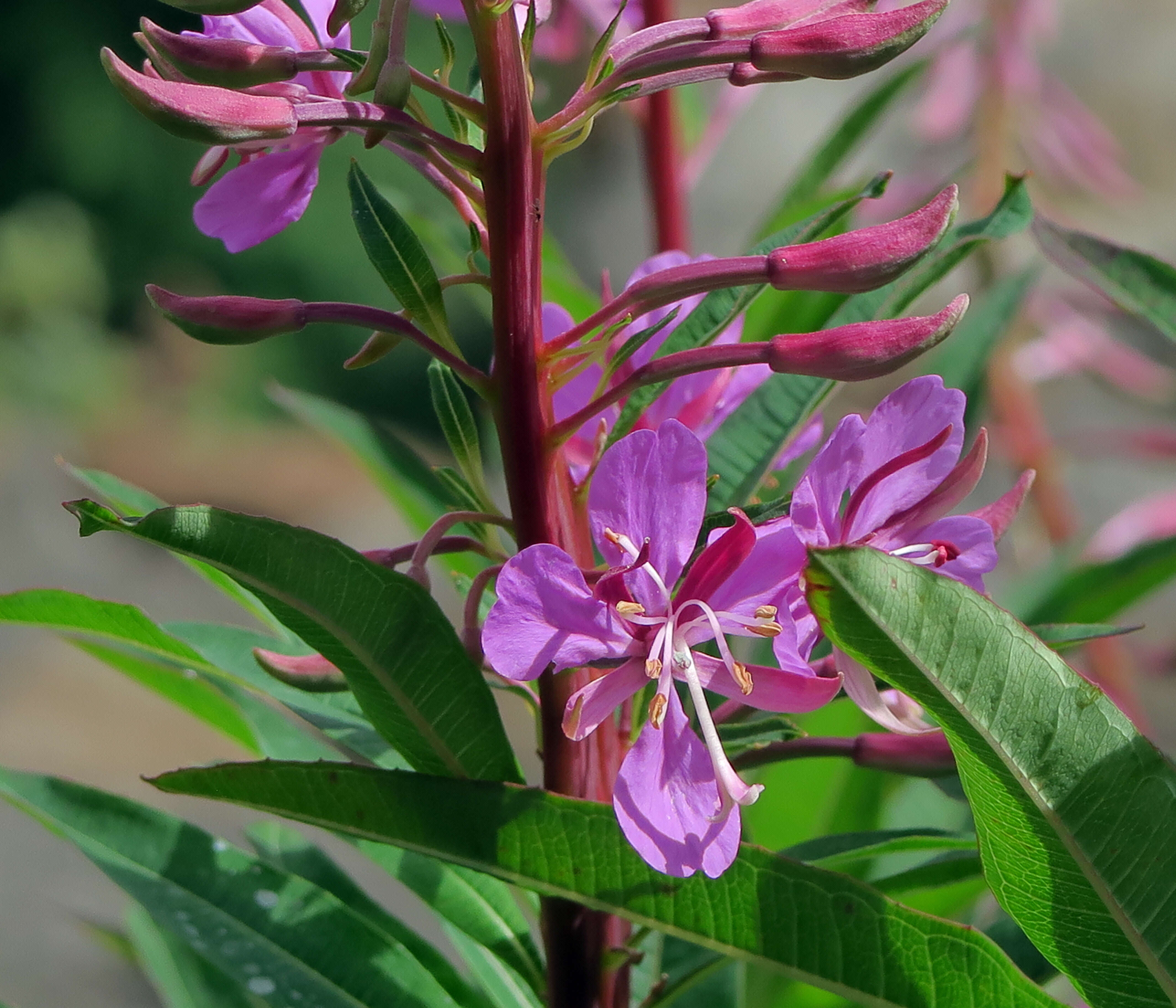 Image of rosebay willowherb