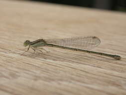 Image of forktail