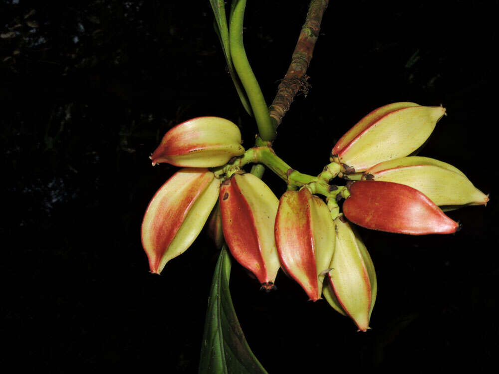 Image of Chrysochlamys grandifolia (L. O. Williams) B. E. Hammel