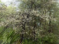 Image of American Plum