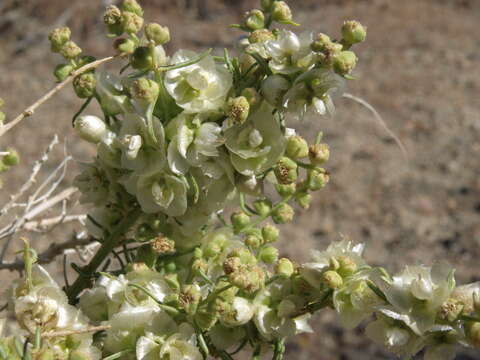 Image of ragweed