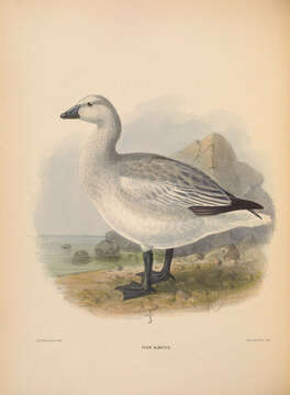 Image of Anser caerulescens caerulescens (Linnaeus 1758)