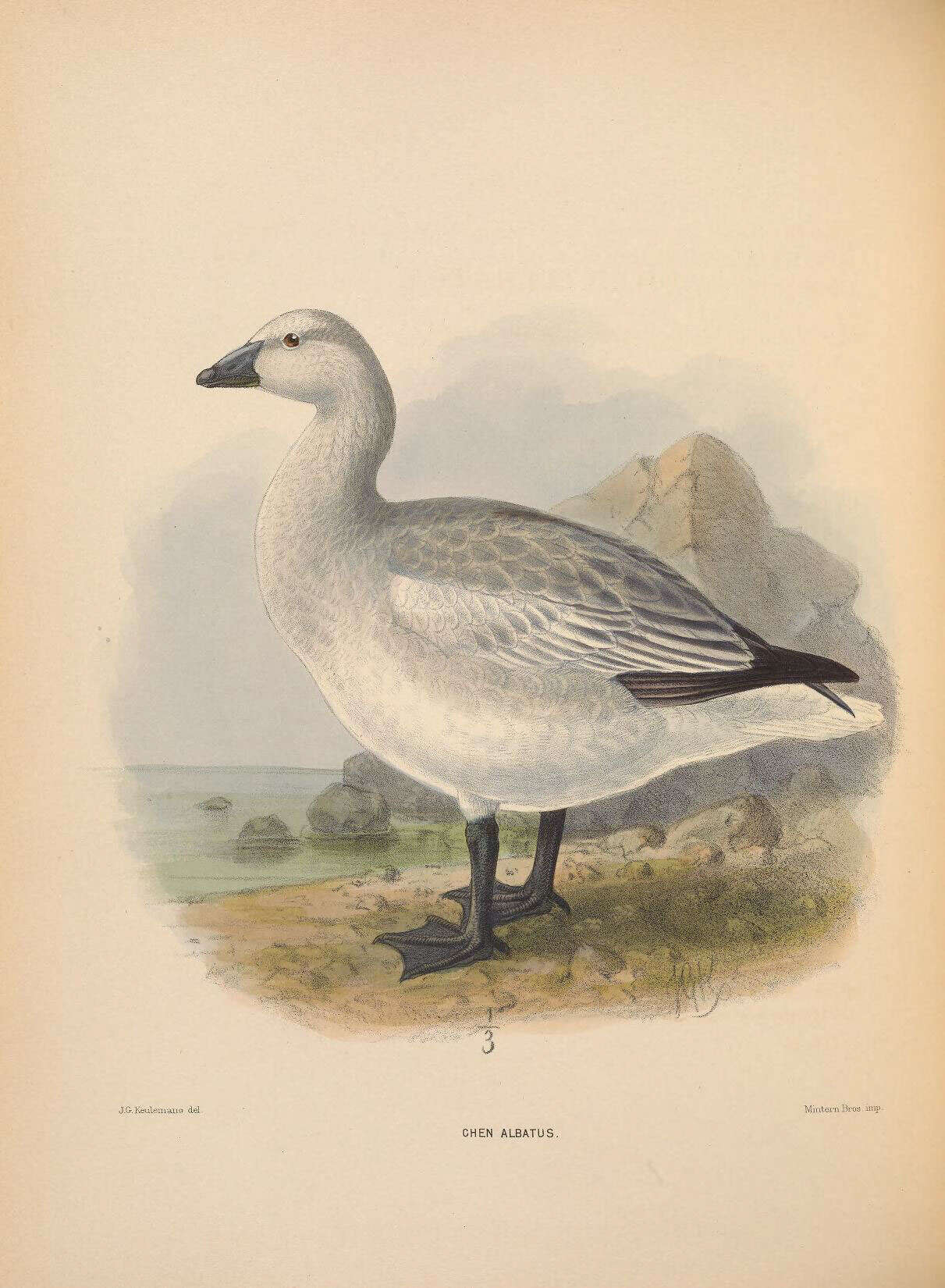 Image of Snow Goose