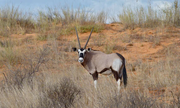 Image of Gemsbok