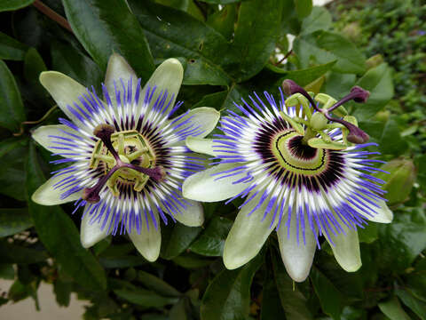 Image de Passiflora caerulea L.