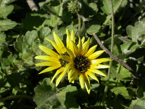 Image of Capeweed