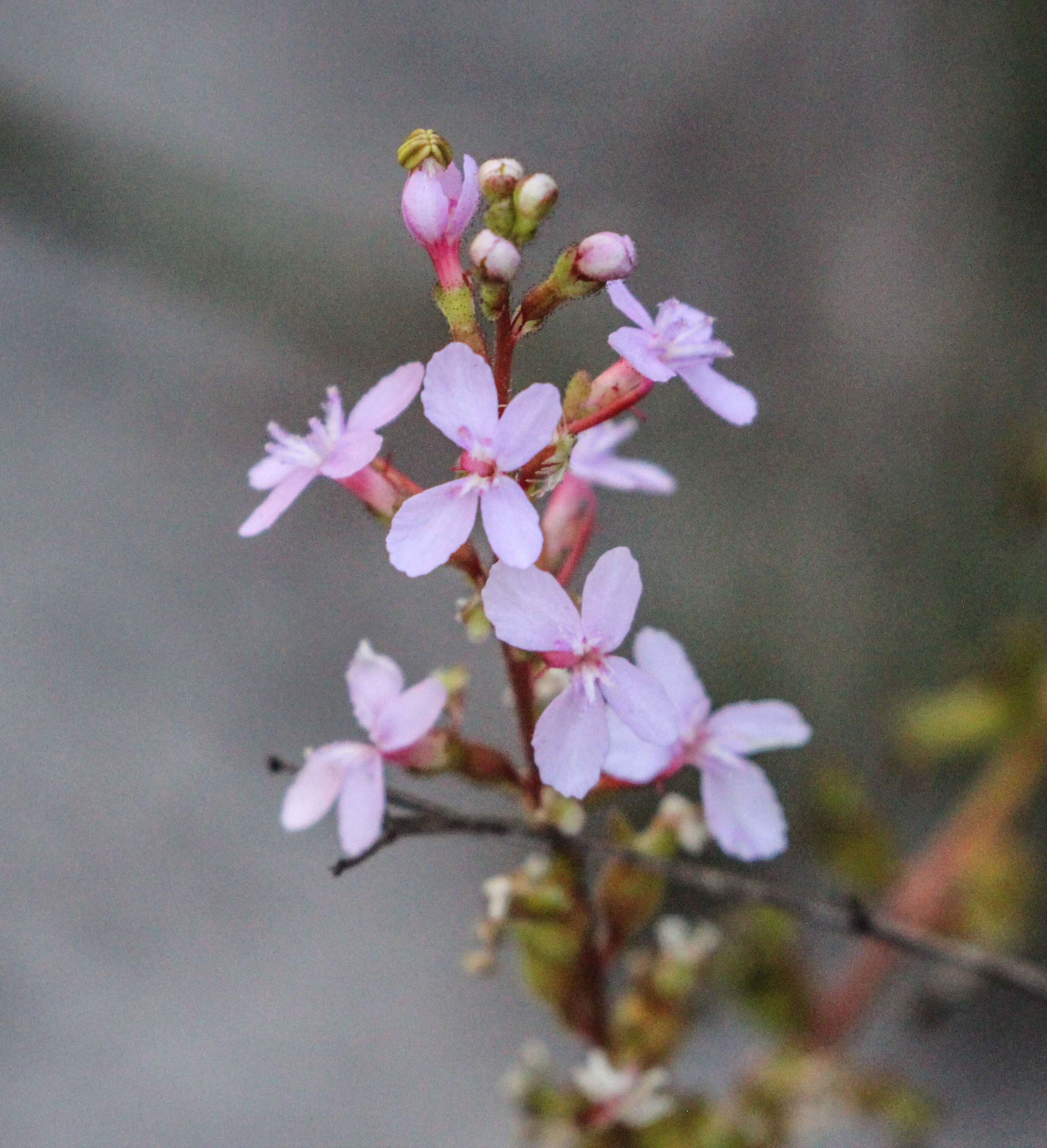 Image de Stylidium graminifolium Sw. ex Willd.