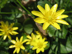 Image of Lesser Celandine