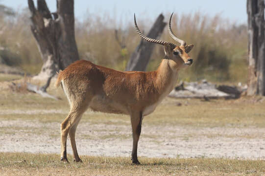 Image of Red Lechwe