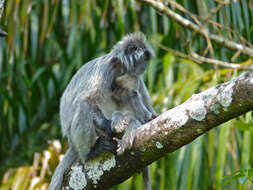 Image of Lutungs or leaf monkeys