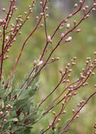 Image of flyweed