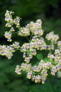 Image of purple meadow-rue