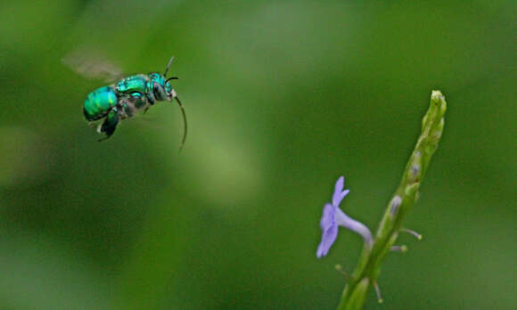 Image of Typical Orchid Bees