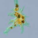 Image of Amoeba proteus