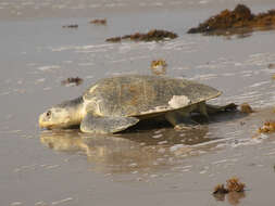 Image of Ridley sea turtles