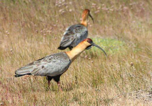 Image of Black-faced Ibis