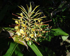 Слика од Hedychium