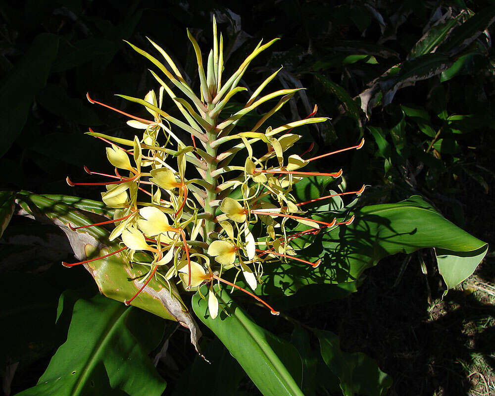 Image of Garland-lily