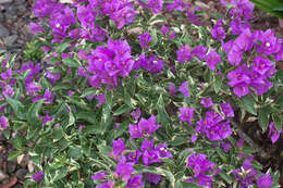 Image of bougainvillea