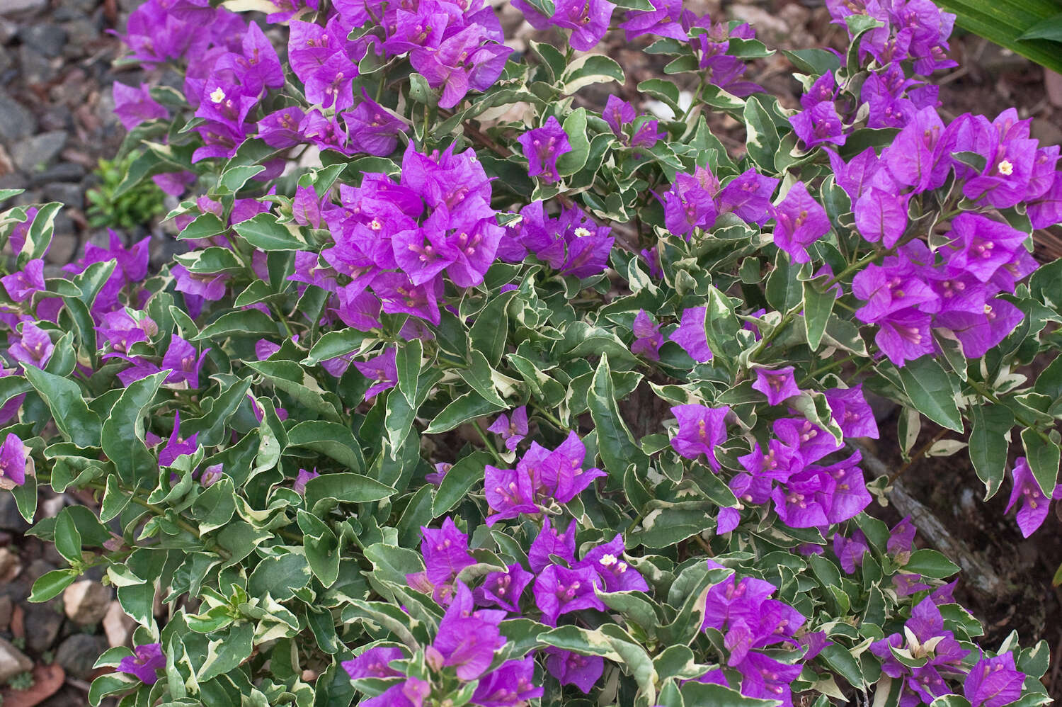 Image of bougainvillea