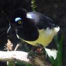 Image of Plush-crested Jay