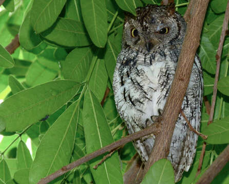 Otus senegalensis (Swainson 1837)的圖片