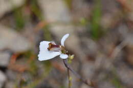 Image of Stylidium obtusatum var. rubricalyx (R. Erickson & J. H. Willis) Carlq.