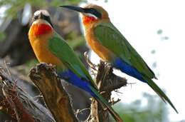 Image of White-fronted Bee-eater