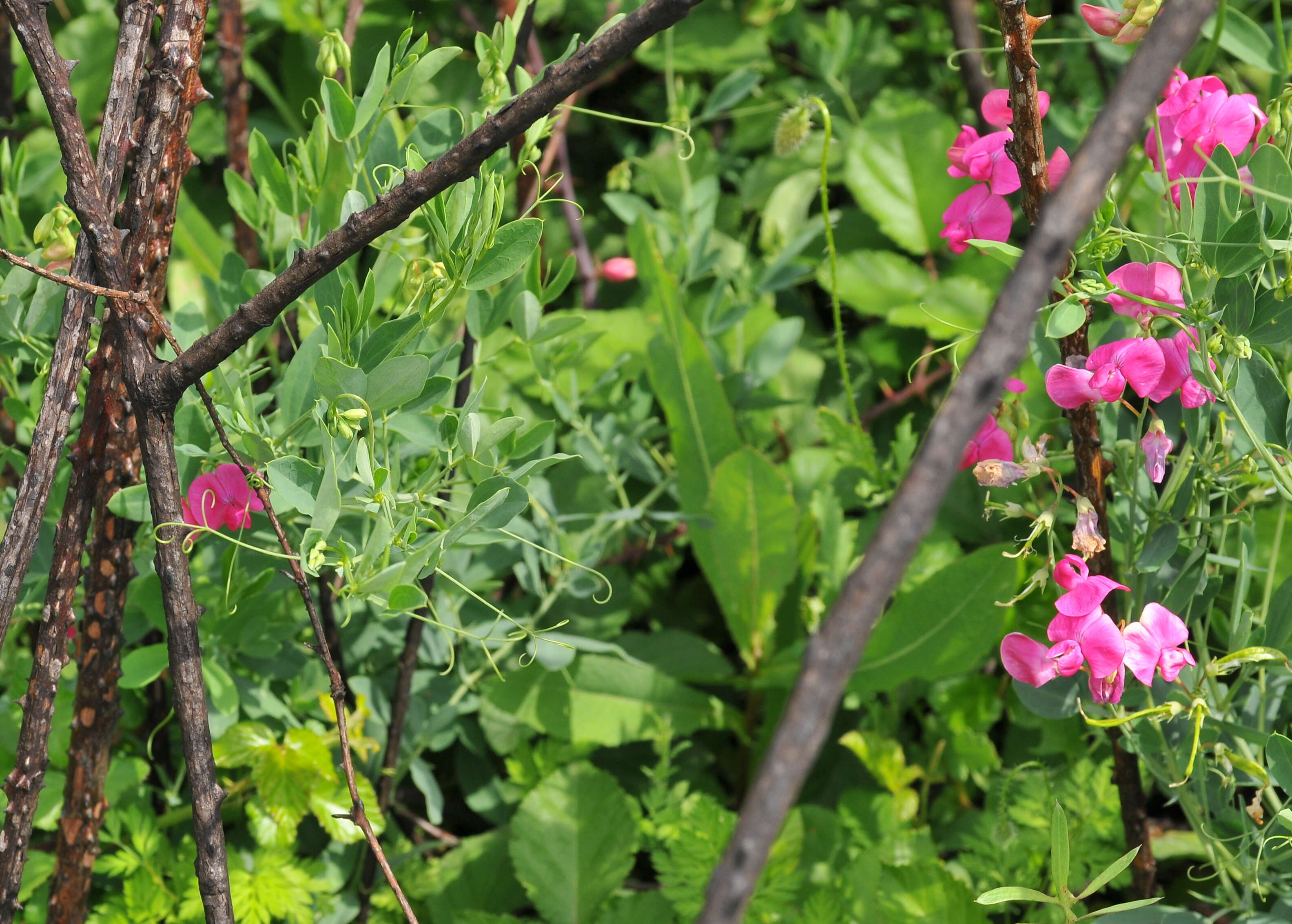 Lathyrus tuberosus L. resmi