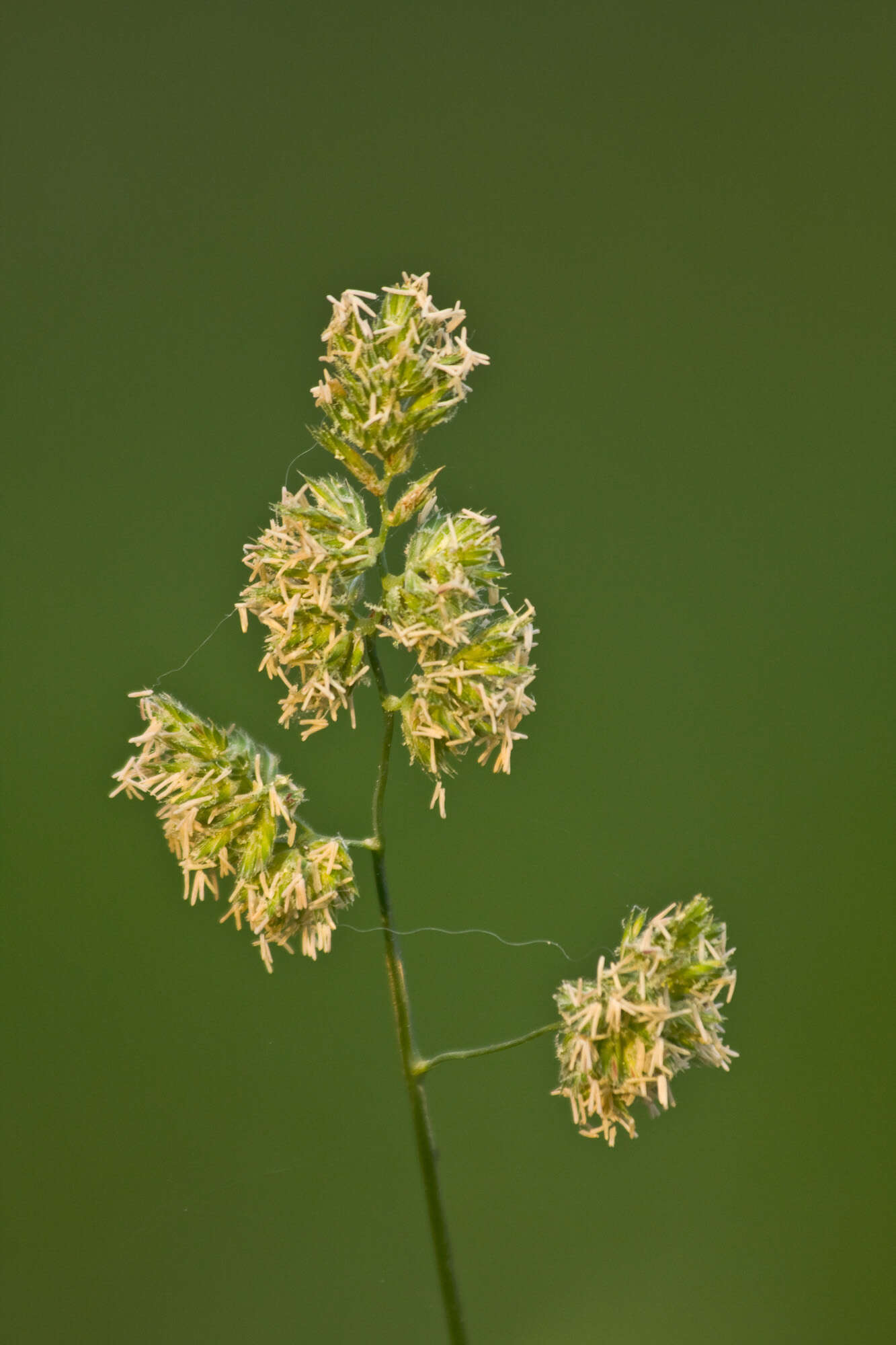 Image of Cocksfoot or Orchard Grass