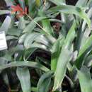 Billbergia pohliana Mez的圖片