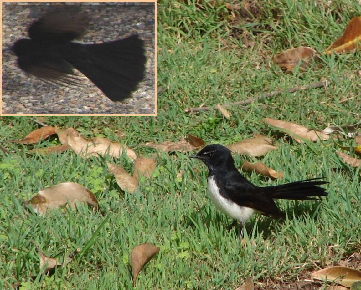 Image of Willie Wagtail