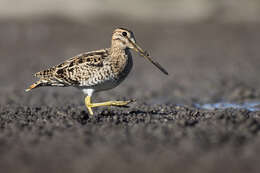 Image of Japanese Snipe