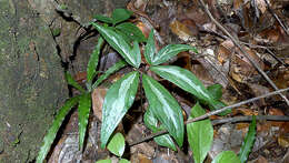 Image of Zomicarpa steigeriana Maxim. ex Schott