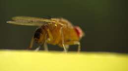 Imagem de Drosophila