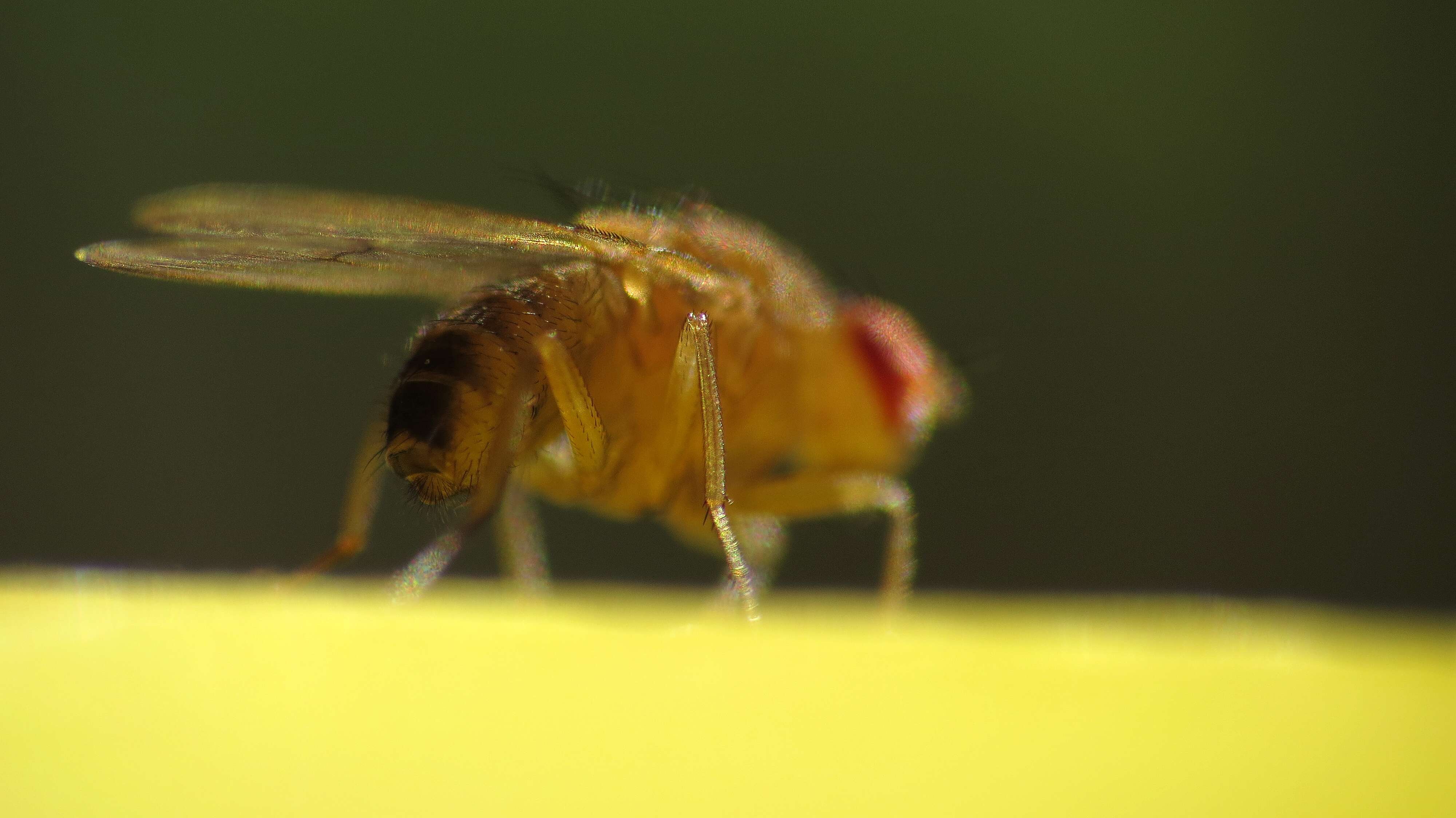 Imagem de Drosophila immigrans Sturtevant 1921