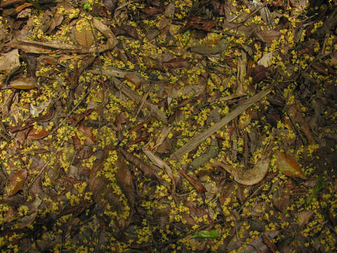 Image of pterocarpus