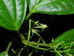 Image of Miconia neomicrantha W. S. Judd & J. D. Skean