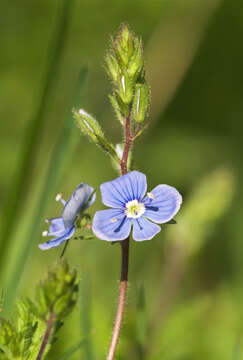 Image of bird's-eye speedwell