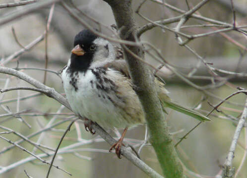 Image of Harris's Sparrow