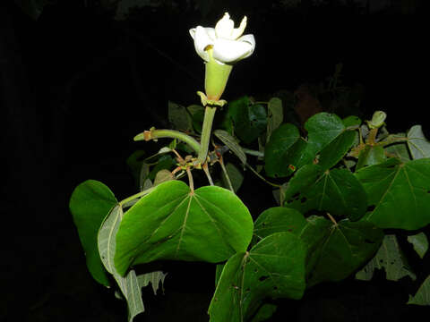 Image of balsa tree