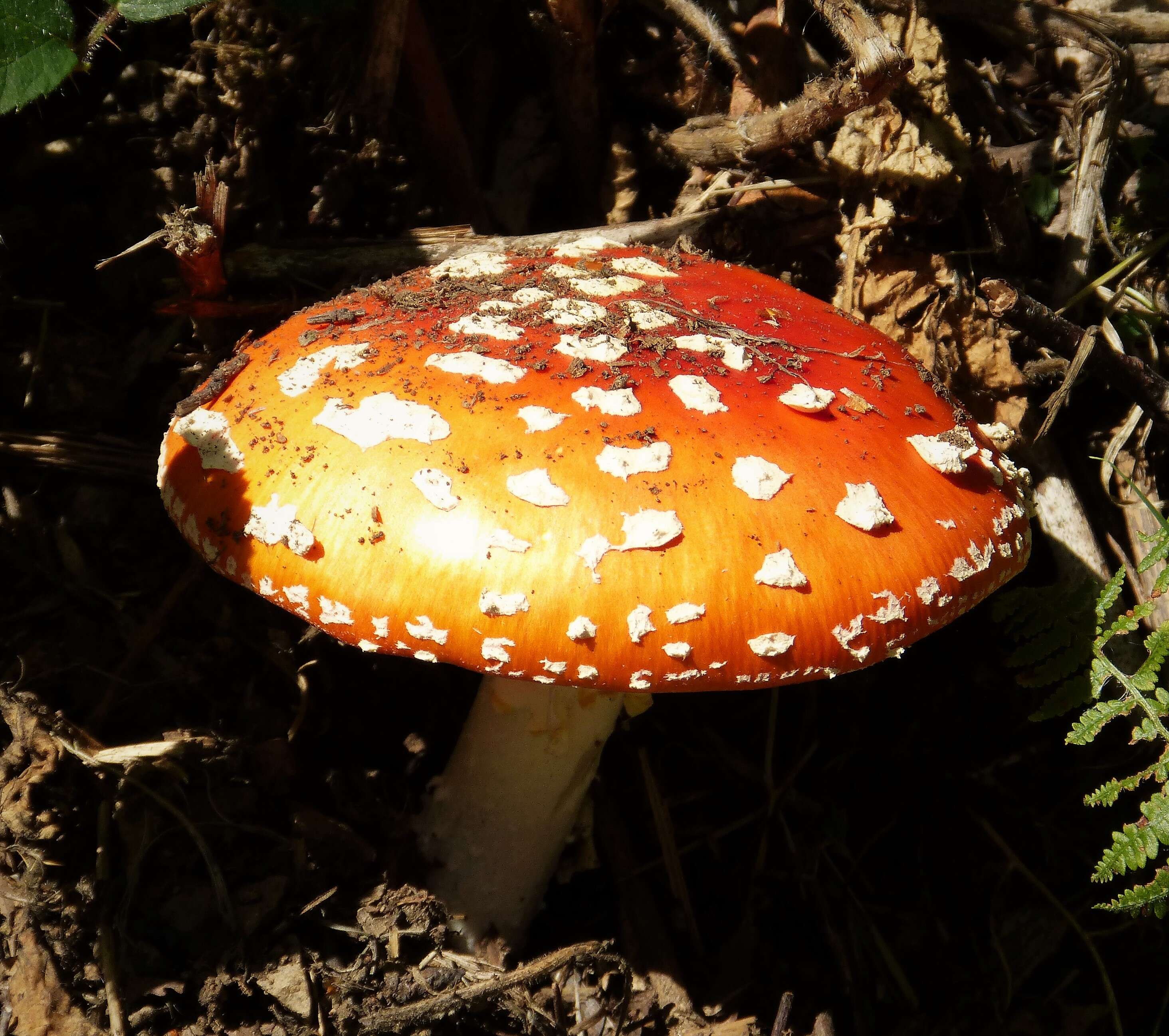 Image of Amanita