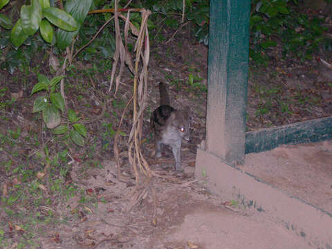 Image of Malagasy civet