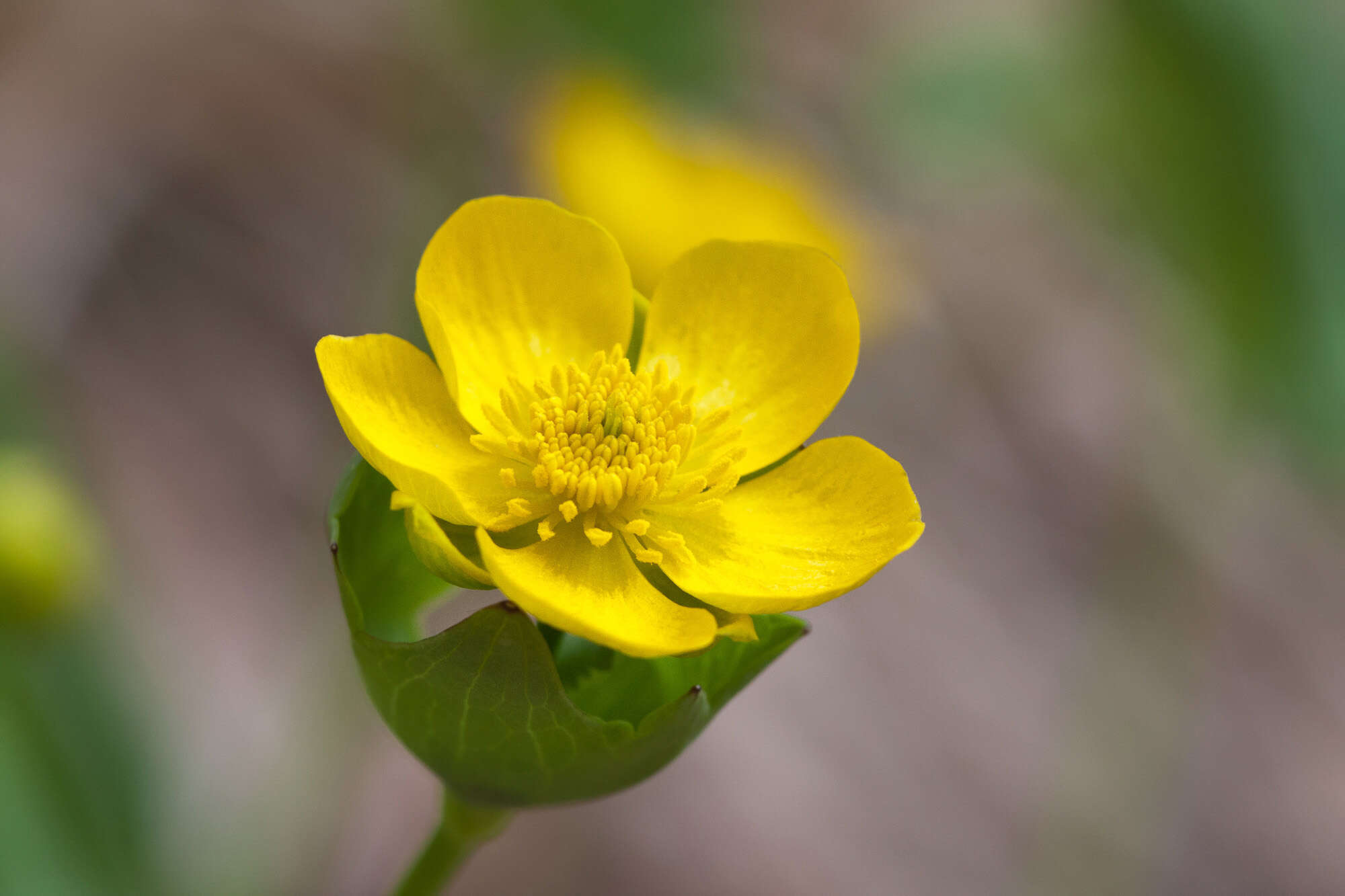 Image of Thora Buttercup