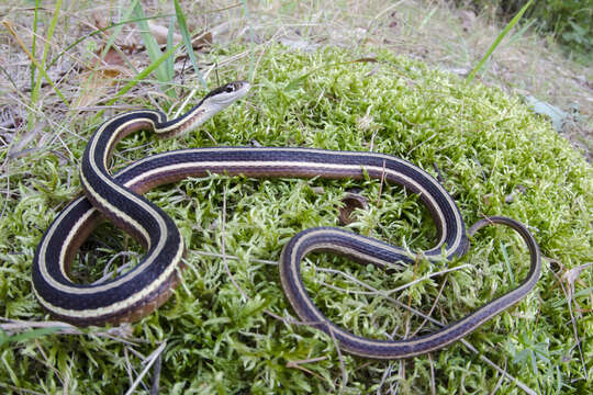 Image of Thamnophis saurita saurita (Linnaeus 1766)