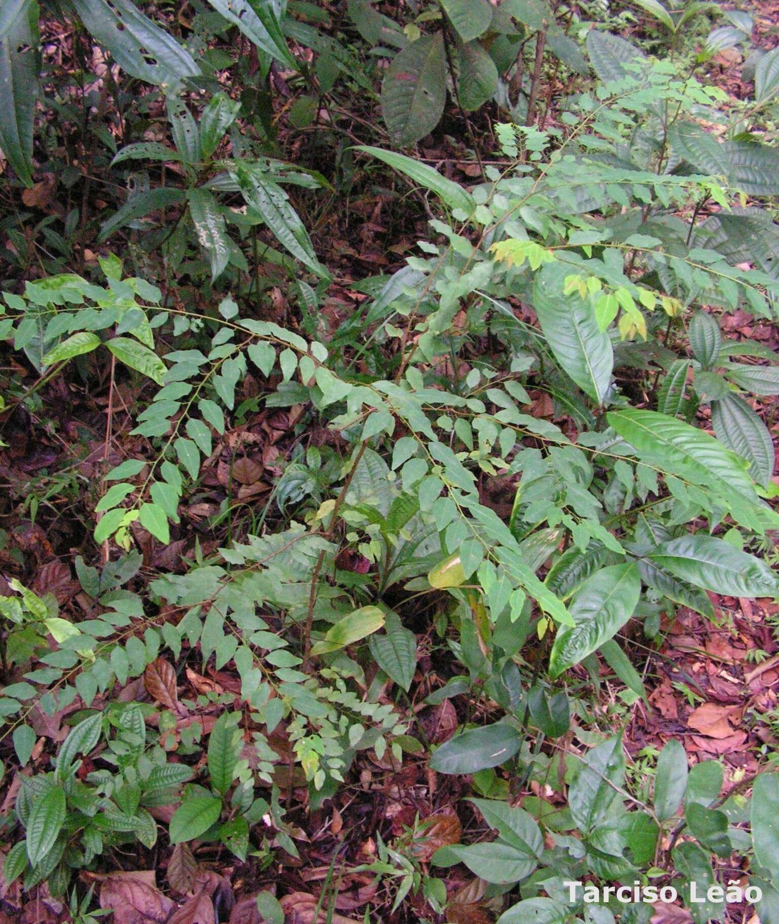 Maprounea guianensis Aubl.的圖片