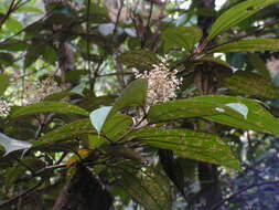 Image of Miconia hypoleuca (Benth.) Triana